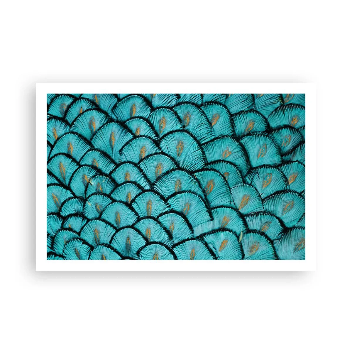 Pôster - A grande gala de penas - 91x61 cm