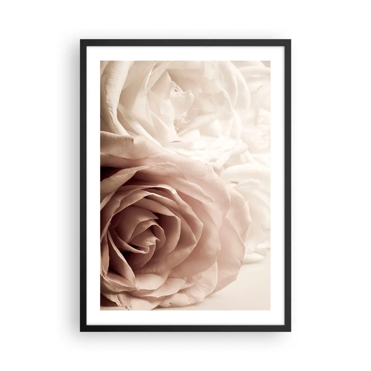 Pôster com moldura preta - Close-up de delicadas rosas creme - 50x70cm - No coração de uma rosa - Decoração de parede moderna para a sala de estar e quarto ARTTOR