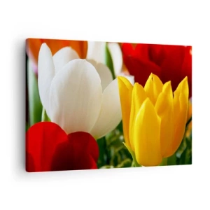 Quadro em tela - Close-up de tulipas coloridas em um fundo de primavera - 70x50cm - Febre das tulipas - Decoração de parede moderna para a sala de estar e quarto ARTTOR