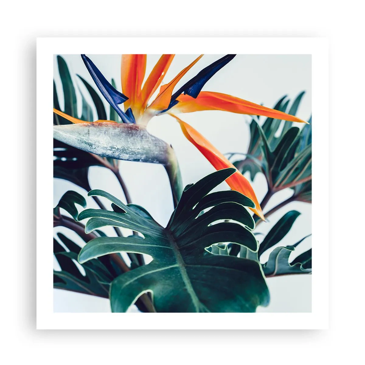 Pôster - Arbusto de passarinho - 60x60 cm