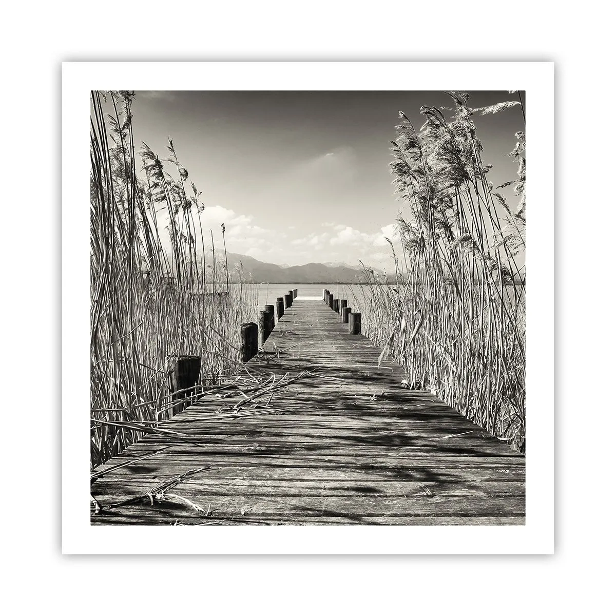 Pôster - No silêncio da relva - 60x60 cm