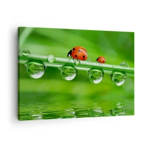 Quadro em tela - Joaninhas em uma folha de grama com gotas de orvalho em um ambiente natural - 70x50cm - Estrada do verão - Decoração de parede moderna para a sala de estar e quarto ARTTOR