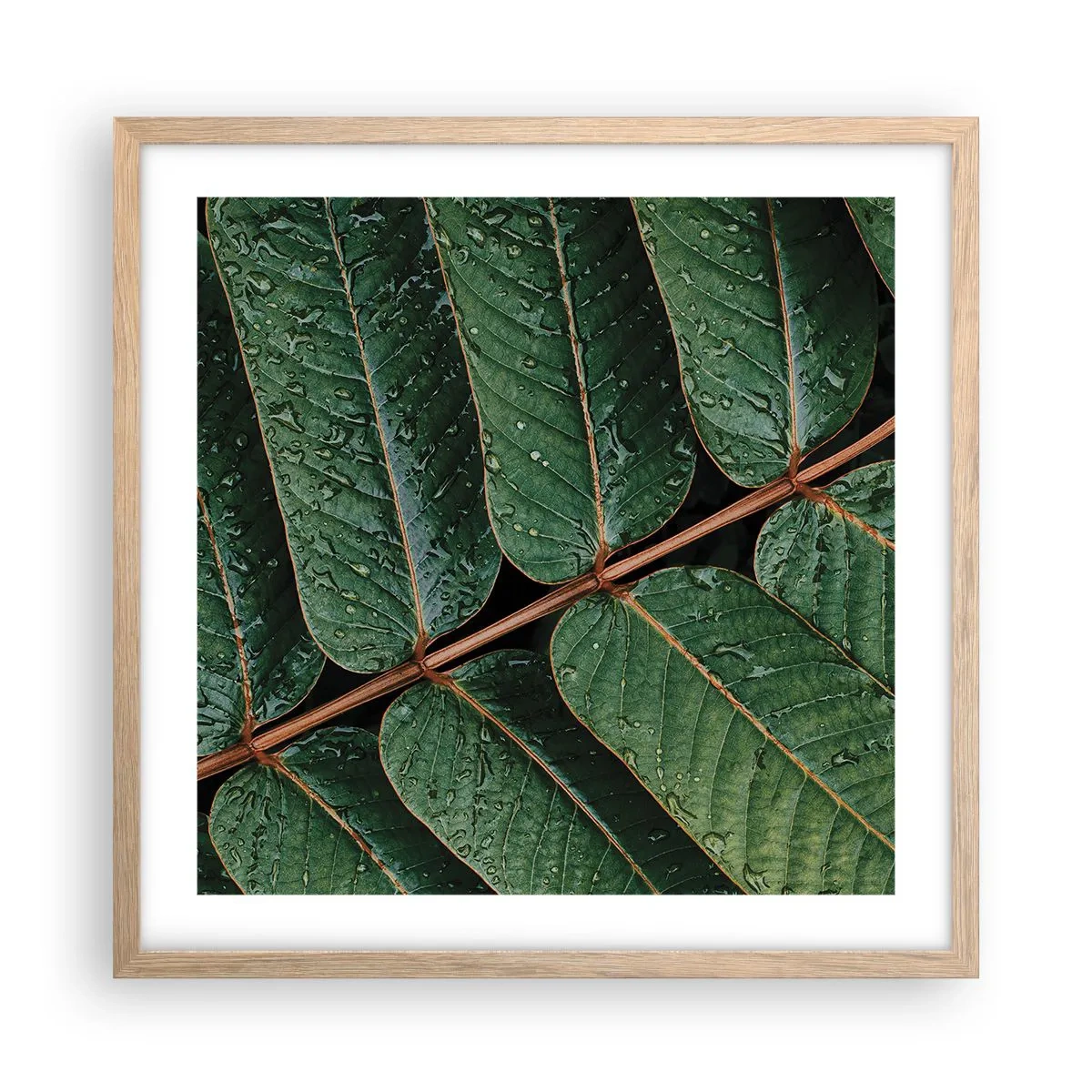 Pôster com moldura de carvalho claro - Num ritmo verde - 50x50 cm