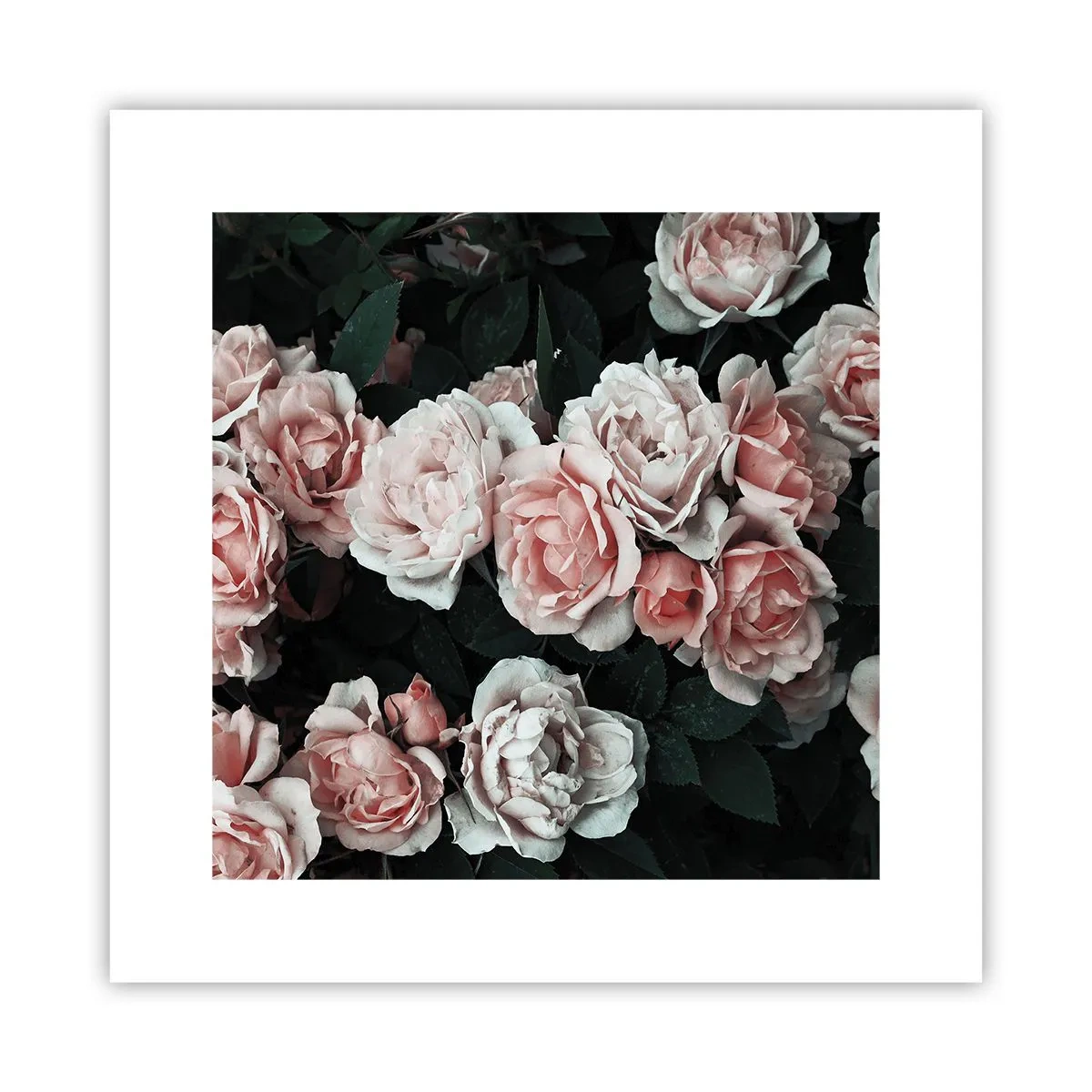 Pôster - Conjuntos de rosas - 30x30 cm