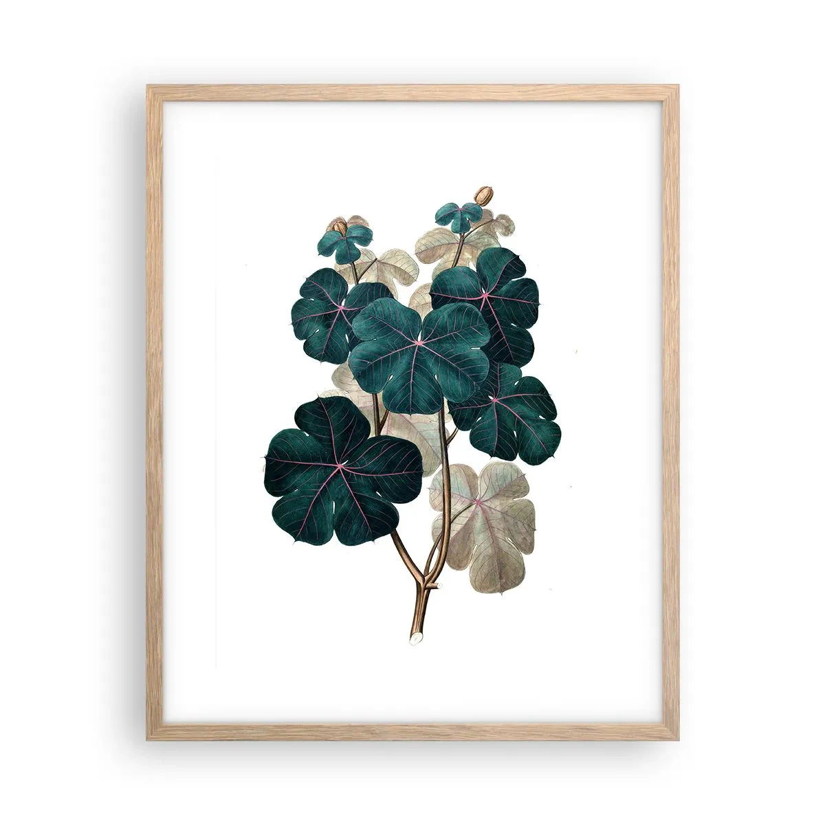 Pôster com moldura de carvalho claro - Do antigo herbário - 40x50 cm