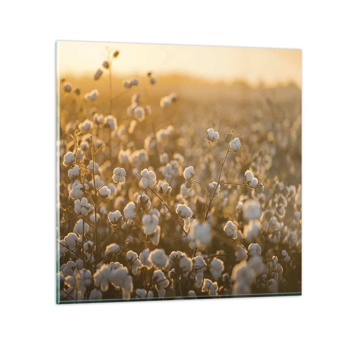 Quadro em vidro - Campo macio - 30x30 cm