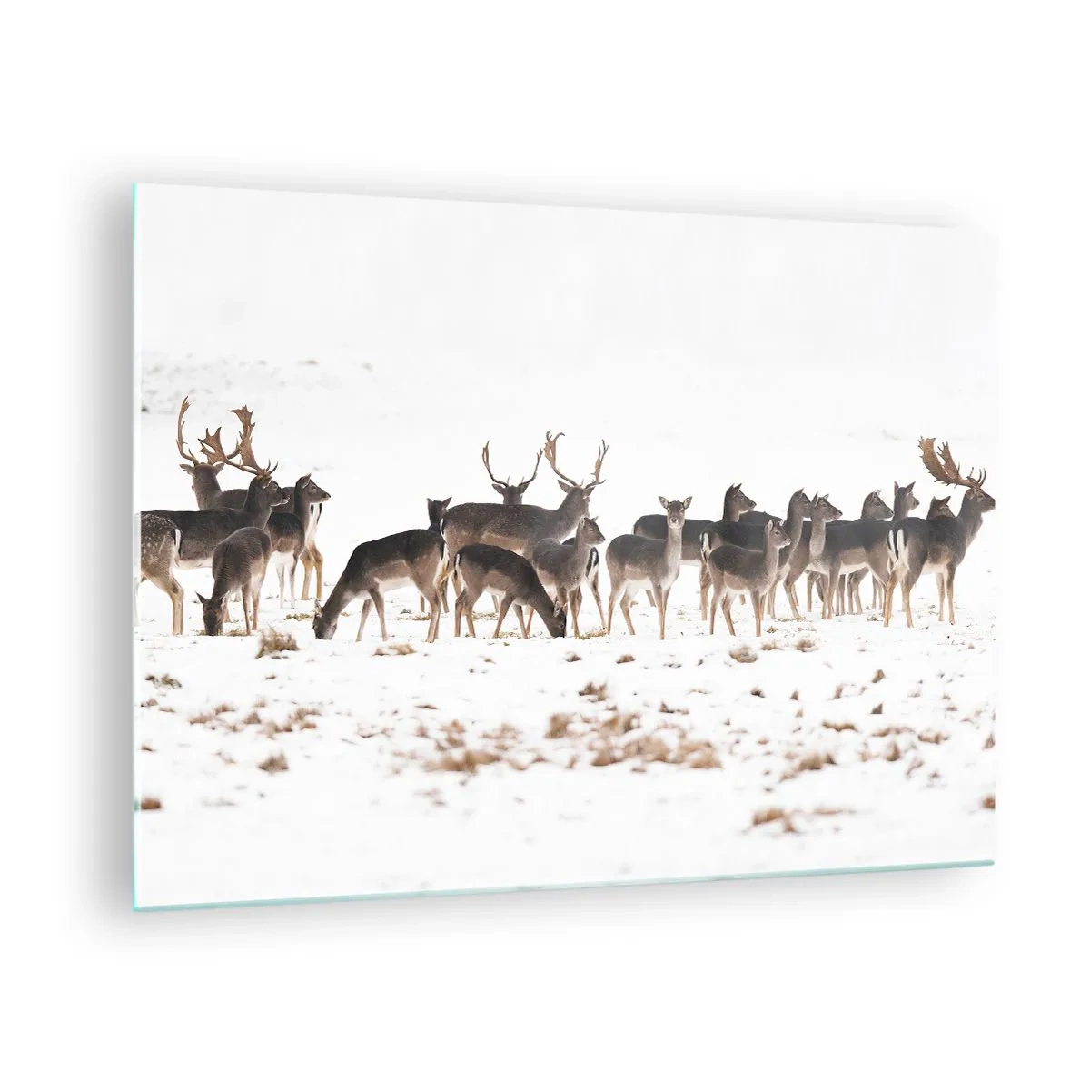 Quadro em vidro - Uma fotografia de uma manada de veados em uma paisagem nevada - 70x50cm - O Natal se aproxima? - Decoração de parede moderna para a sala de estar e quarto ARTTOR