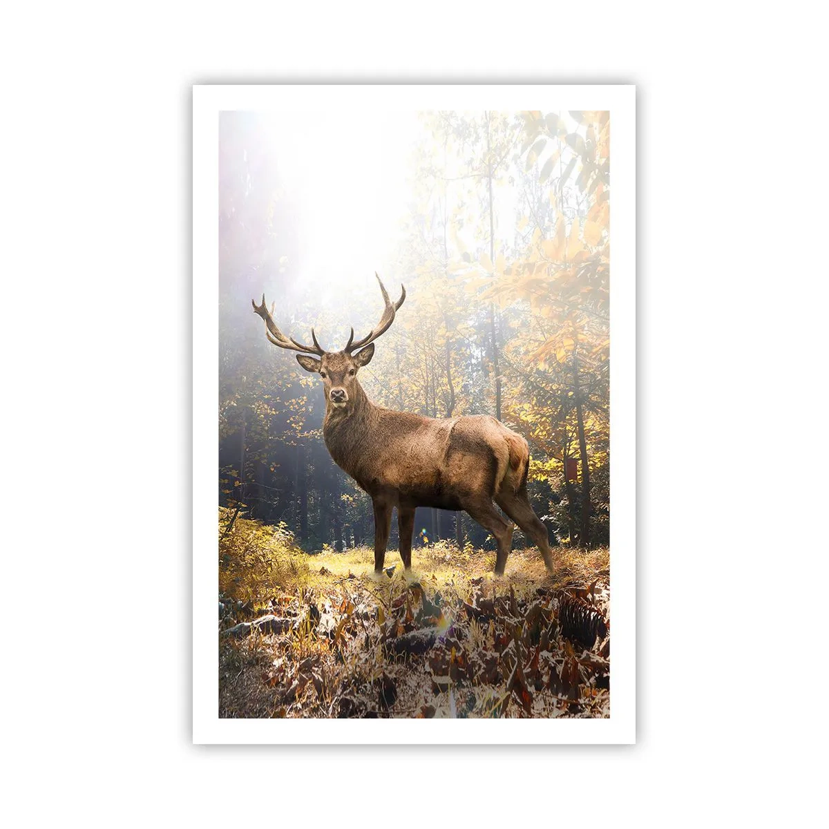 Pôster - Em plena majestade - 61x91 cm