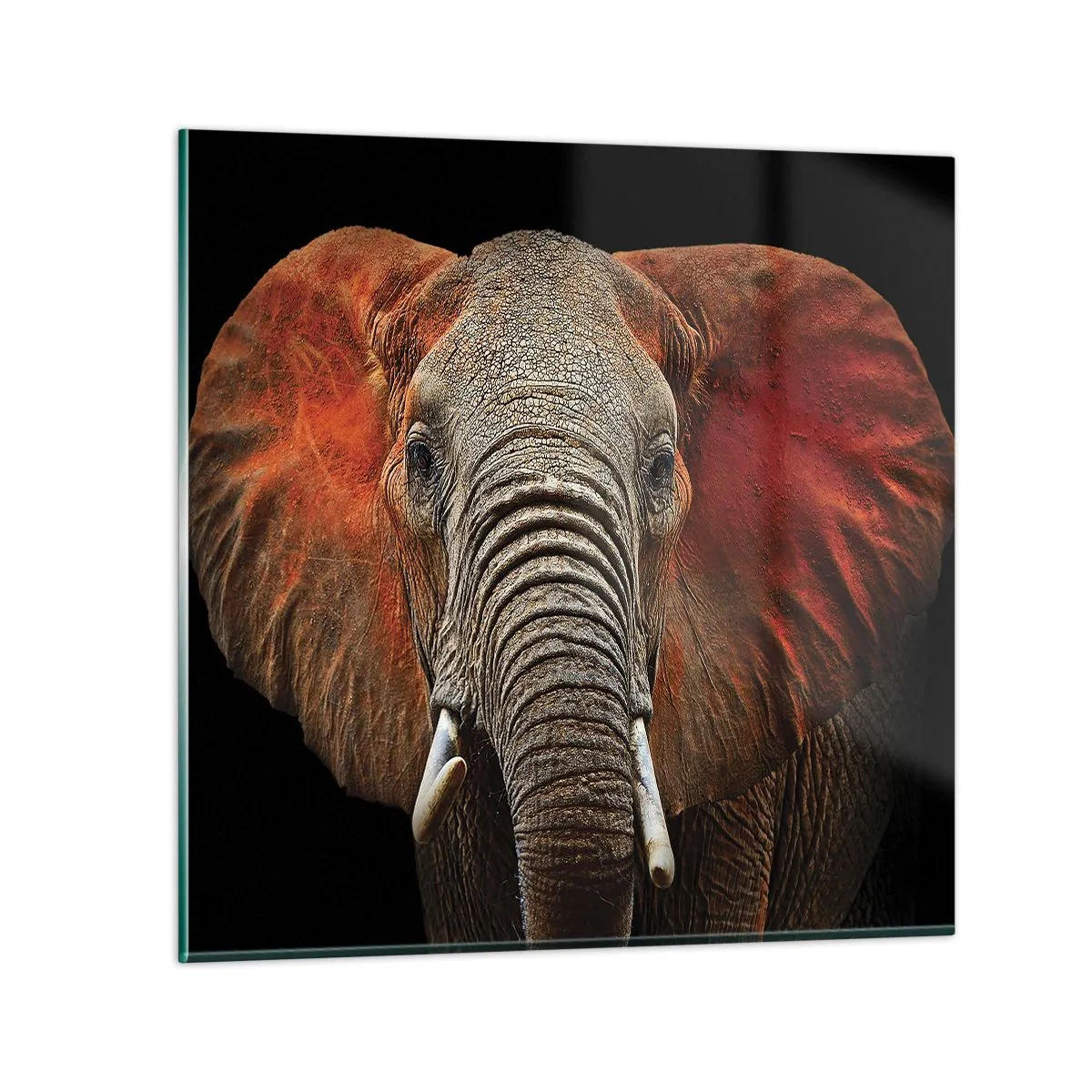 Quadro em vidro - Eu sou selvagem, e você? - 60x60 cm