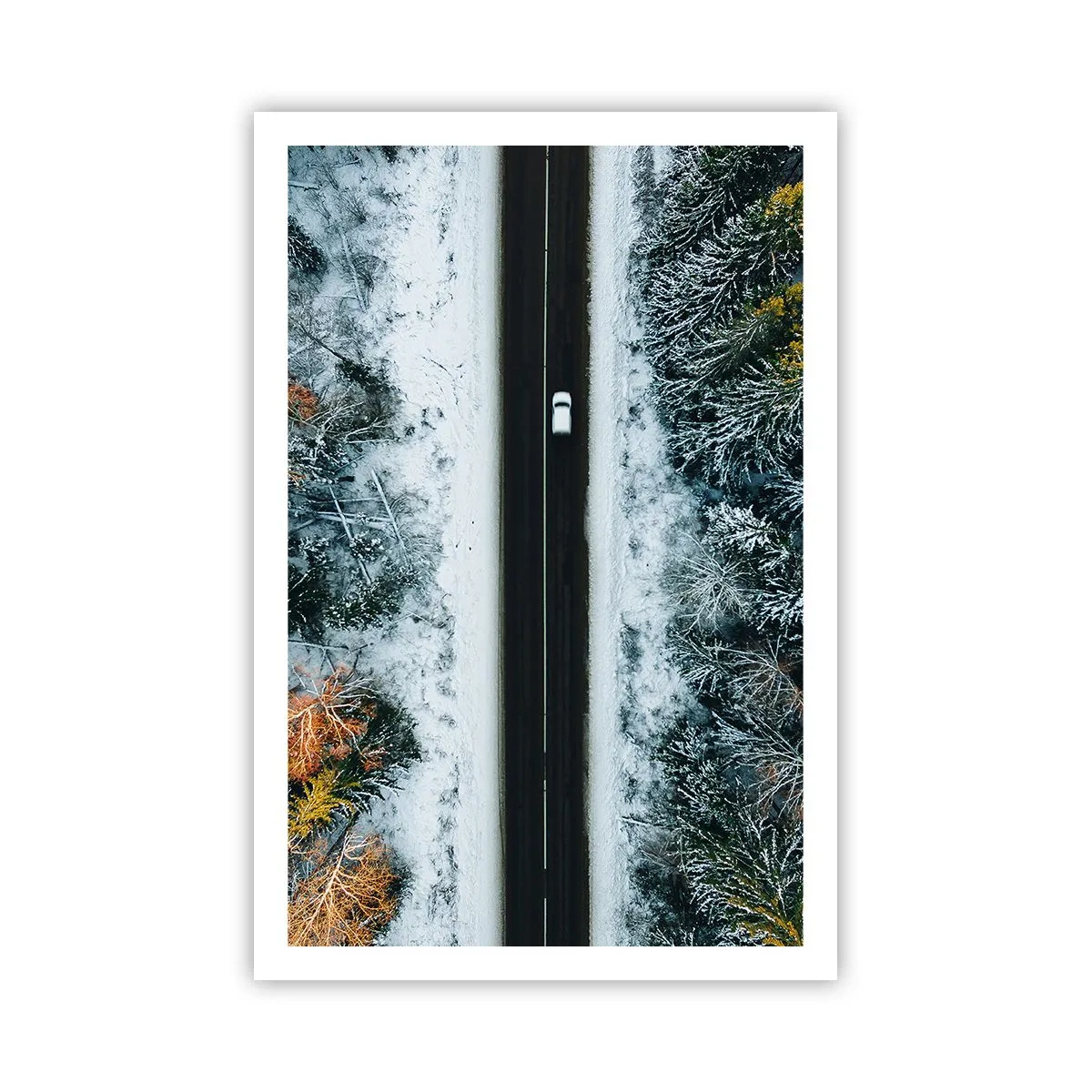 Pôster - Cortar a floresta no inverno - 61x91 cm