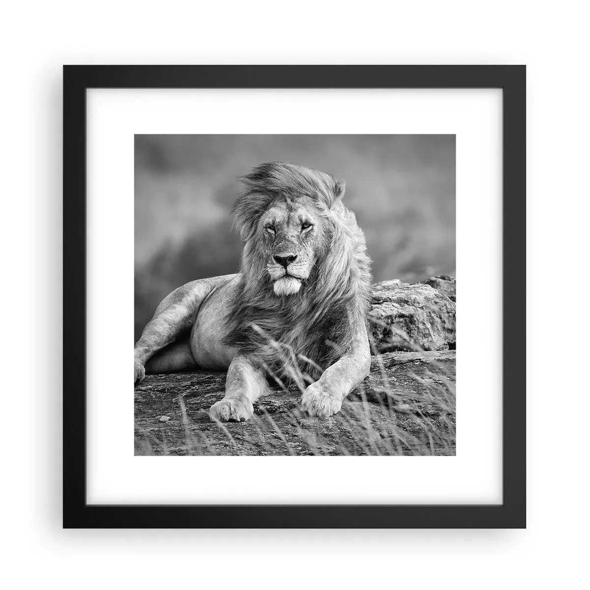 Pôster com moldura preta - Sesta real - 30x30 cm