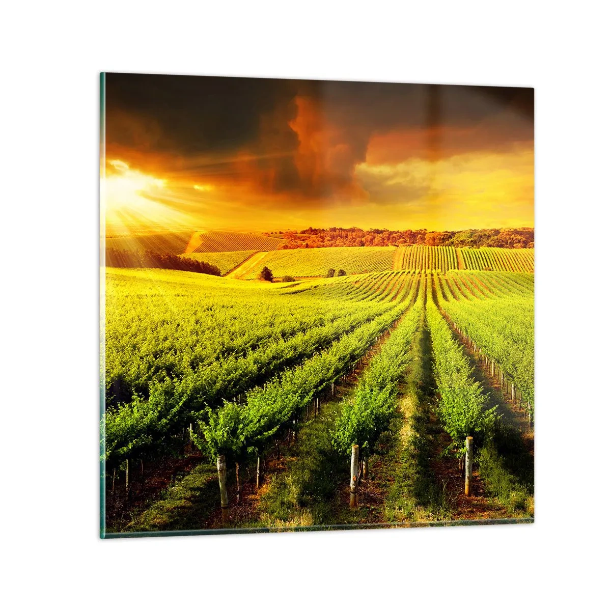 Quadro em vidro - Sob o sol australiano - 50x50 cm