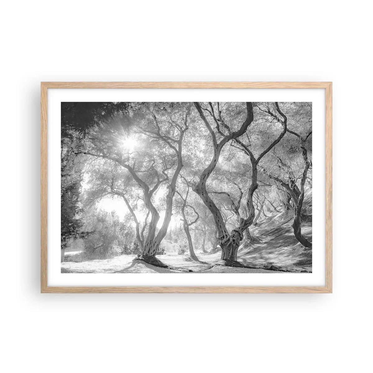 Pôster com moldura de carvalho claro - No olival - 70x50 cm