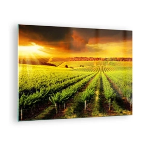 Quadro em vidro - Vinhedo à luz do pôr do sol - 70x50cm - Sob o sol australiano - Decoração de parede moderna para a sala de estar e quarto ARTTOR