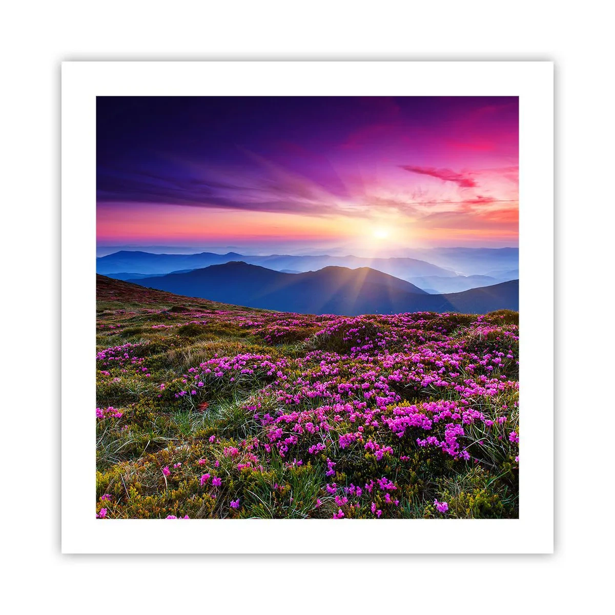 Pôster - Campo cheiroso - 50x50 cm