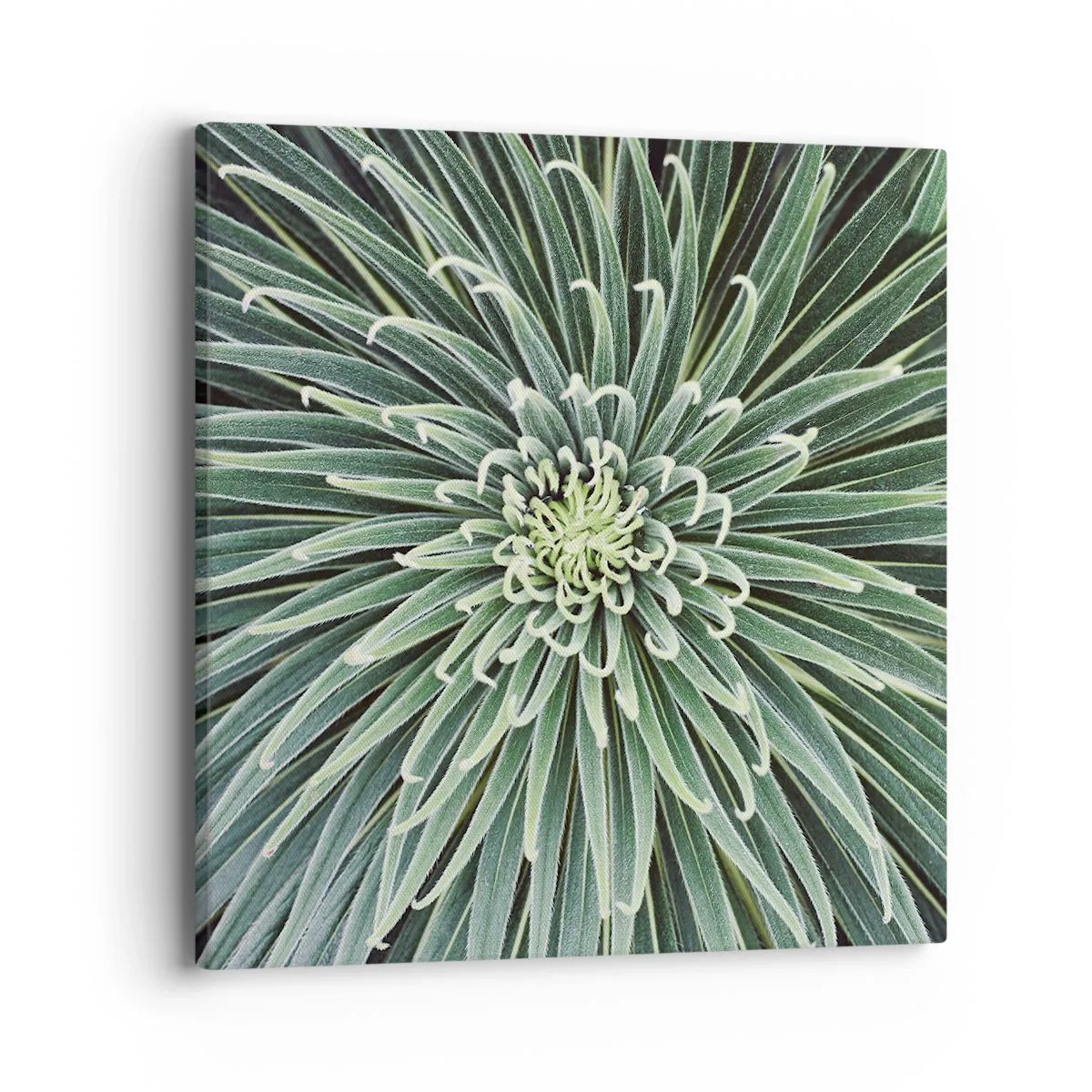 Quadro em tela - Nasce uma estrela - 40x40 cm