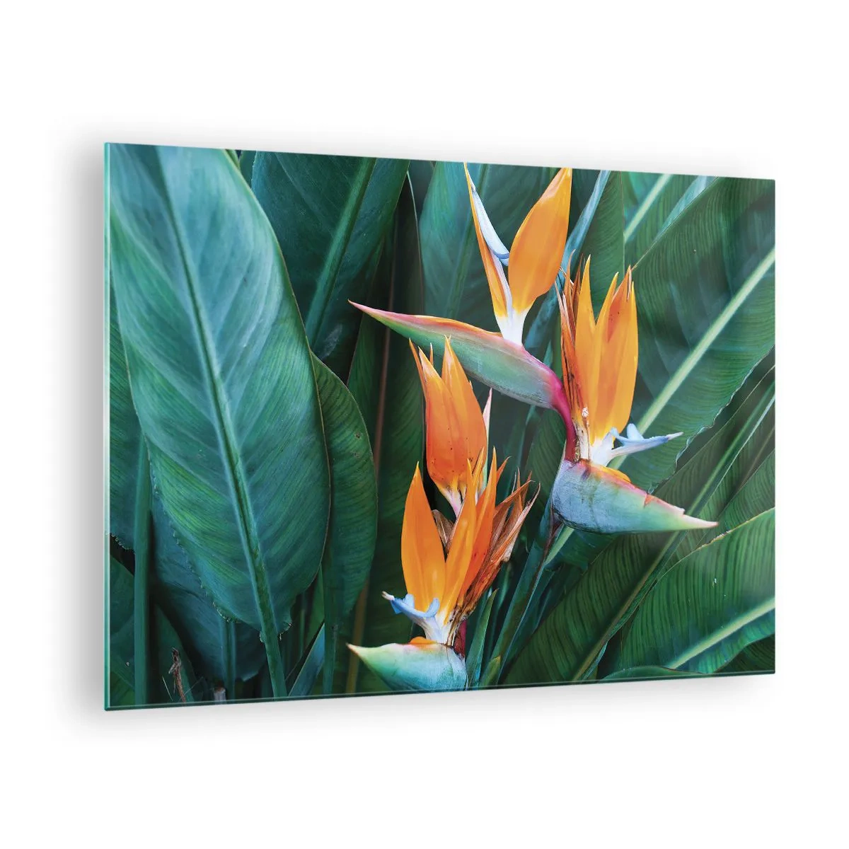 Quadro em vidro - Flores exóticas de strelitzia entre grandes folhas verdes - 70x50cm - É uma flor ou é um pássaro? - Decoração de parede moderna para a sala de estar e quarto ARTTOR