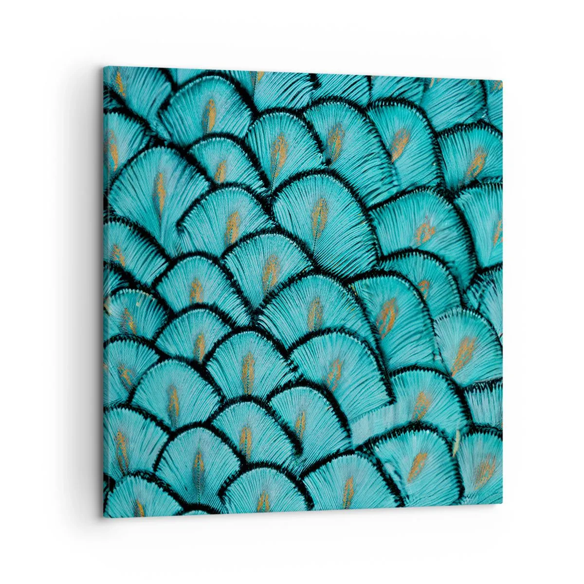 Quadro em tela - A grande gala de penas - 50x50 cm