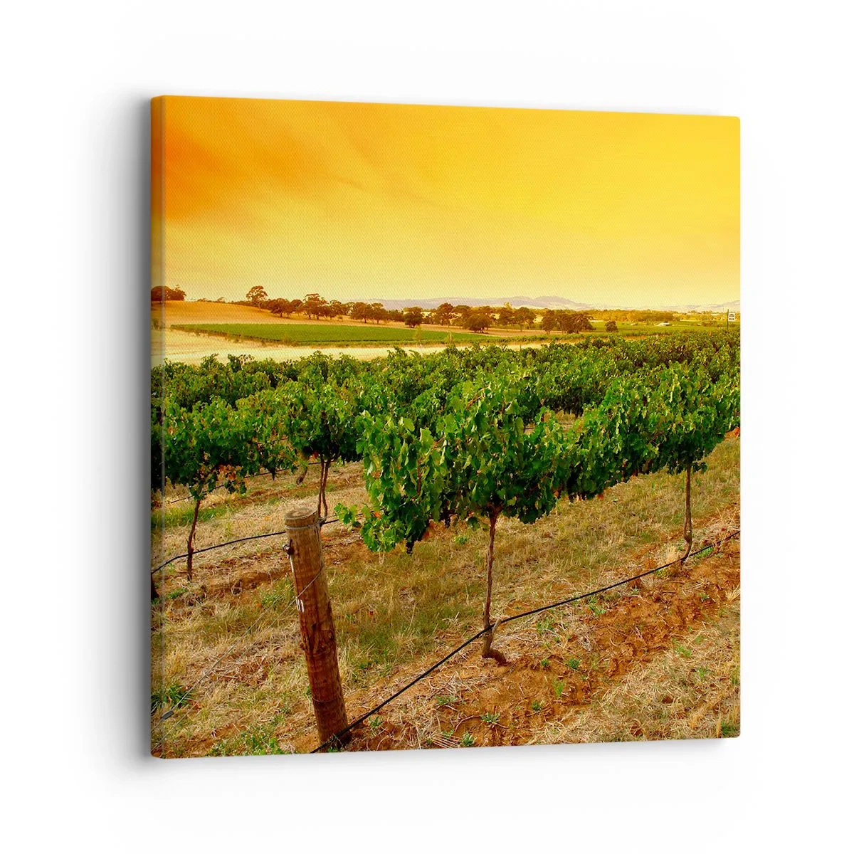 Quadro em tela - Sede de sol - 30x30 cm