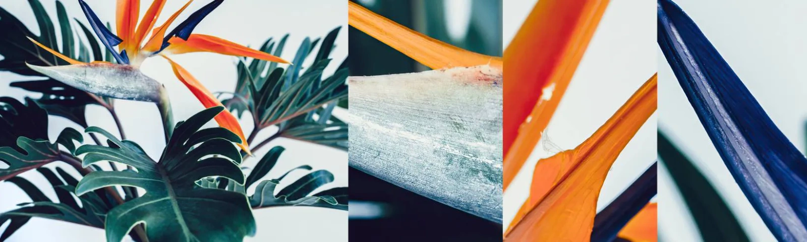 Amostra de papel de parede autocolante Deluxe Sticker - Arbusto de passarinho - Plantas, Boho, Exótico - 100x30 cm