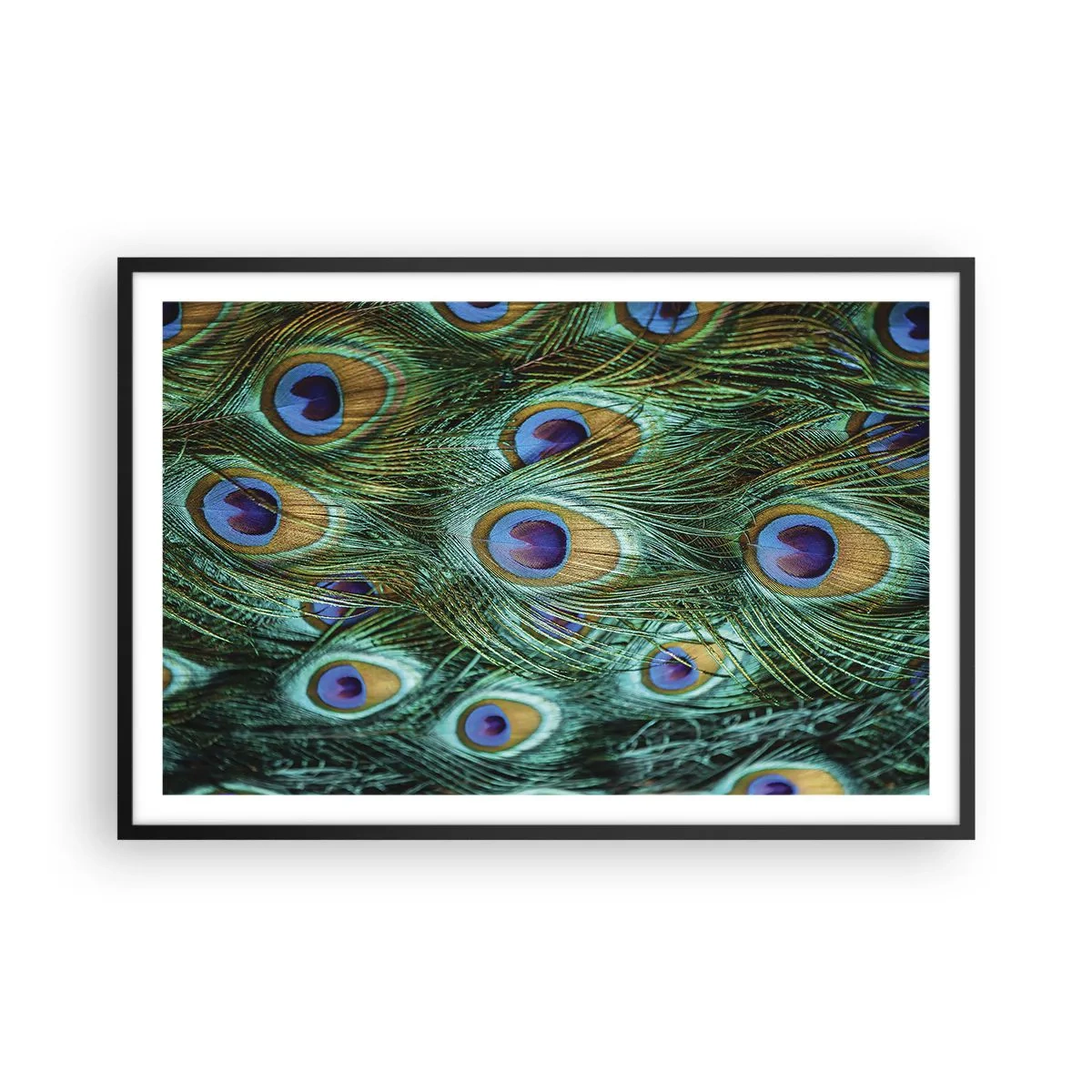 Pôster com moldura preta - Um olhar de pavão - 91x61 cm