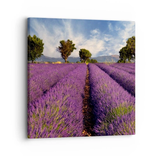 Quadro em tela - Prados de lavanda - 30x30 cm