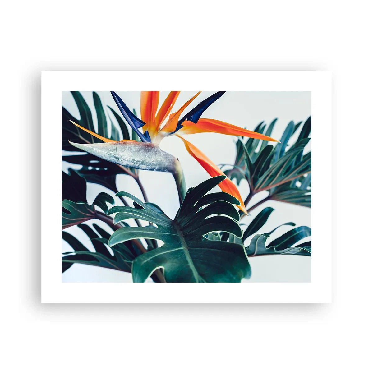 Pôster - Arbusto de passarinho - 50x40 cm