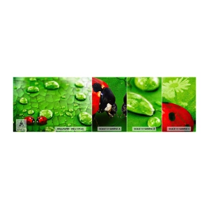 Amostra de papel de parede autocolante Deluxe Sticker - Reunião em verde - Natureza, Joaninha, Uma gota d'água - 100x30 cm