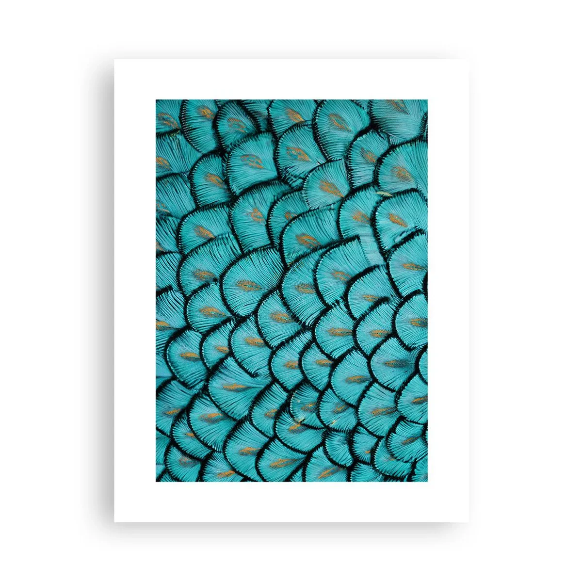 Pôster - A grande gala de penas - 30x40 cm