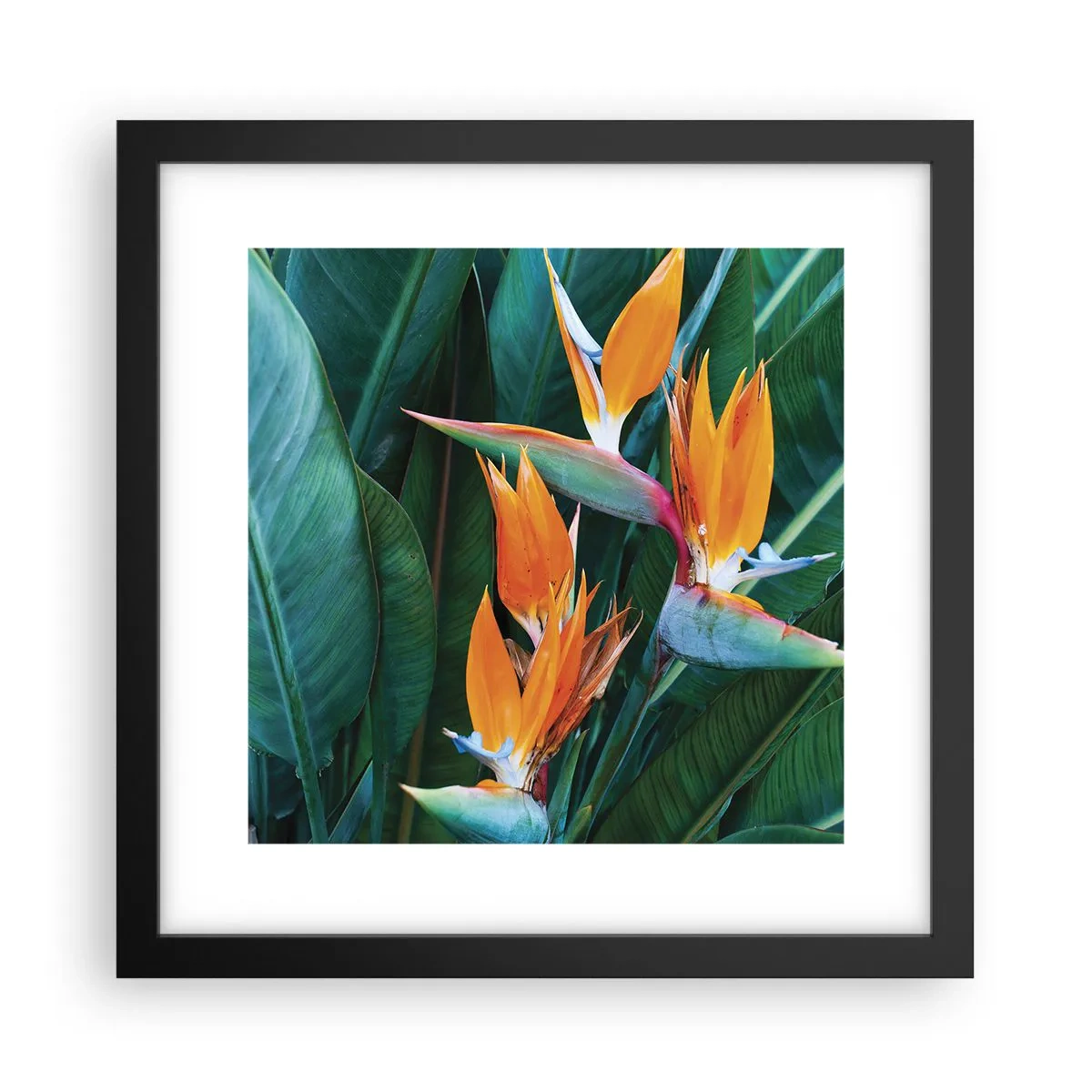 Pôster com moldura preta - É uma flor ou é um pássaro? - 30x30 cm