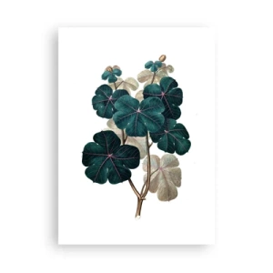 Pôster - Do antigo herbário - 50x70 cm