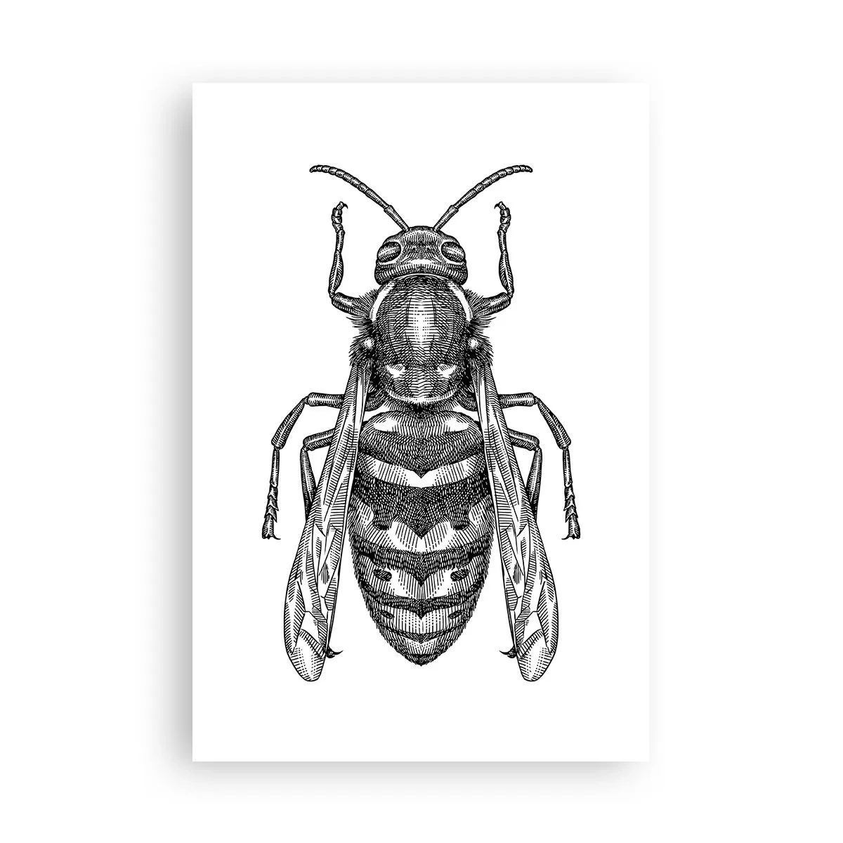 Pôster - De um planeta de insetos - 61x91 cm