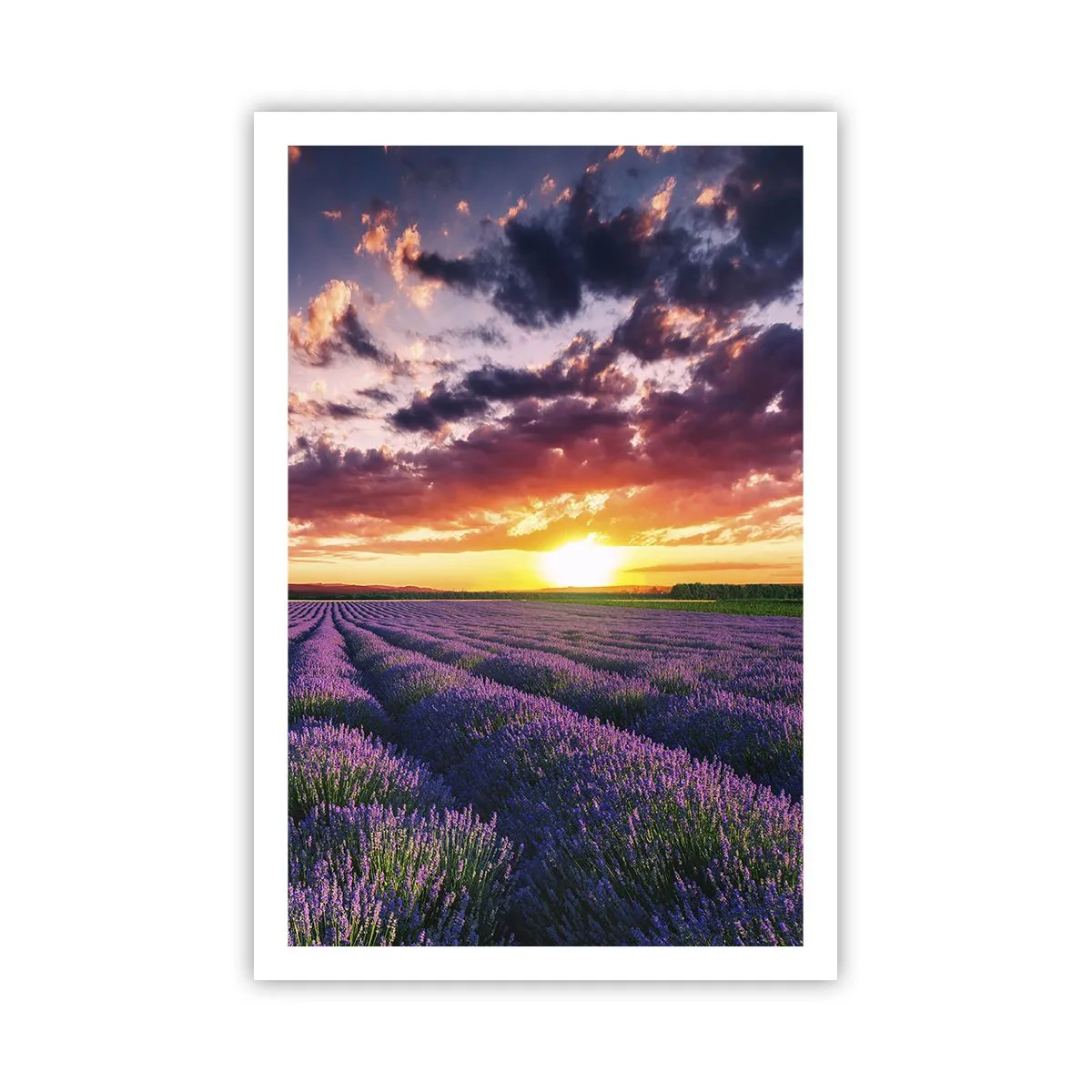 Pôster - O mundo da lavanda - 61x91 cm
