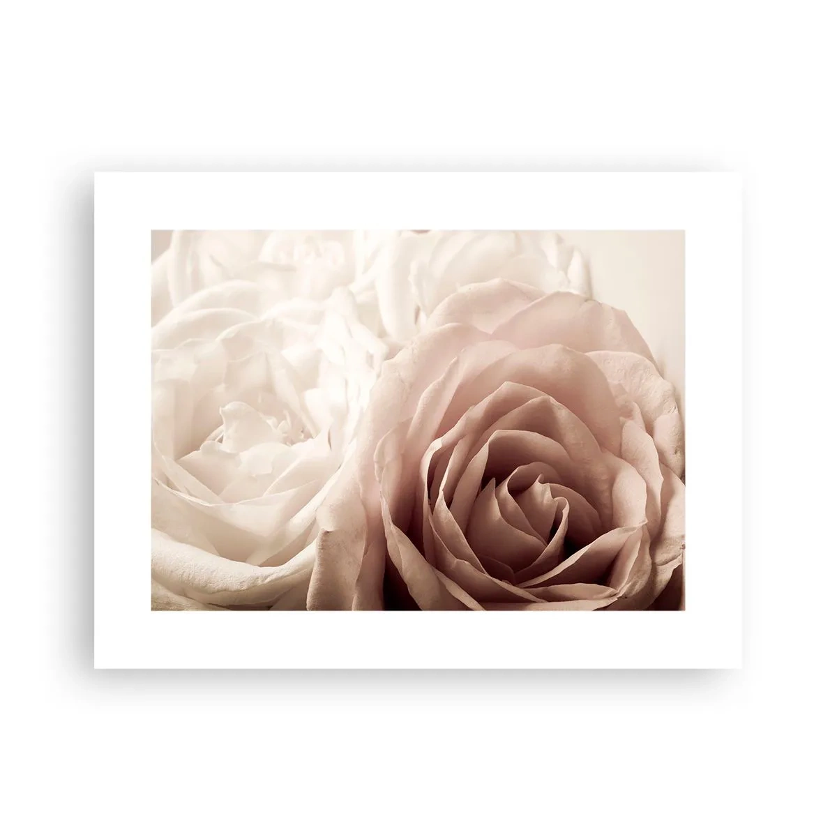 Pôster - No coração de uma rosa - 40x30 cm