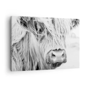 Quadro em tela - Retrato de uma vaca escocesa em preto e branco - 70x50cm - Natureza selvagem escocesa - Decoração de parede moderna para a sala de estar e quarto ARTTOR