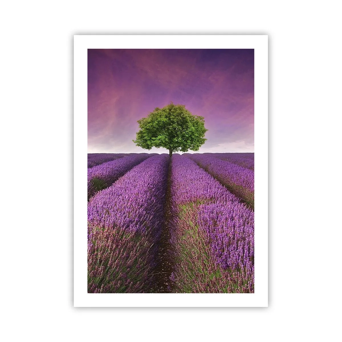 Pôster - Nos campos de lavanda - 50x70 cm