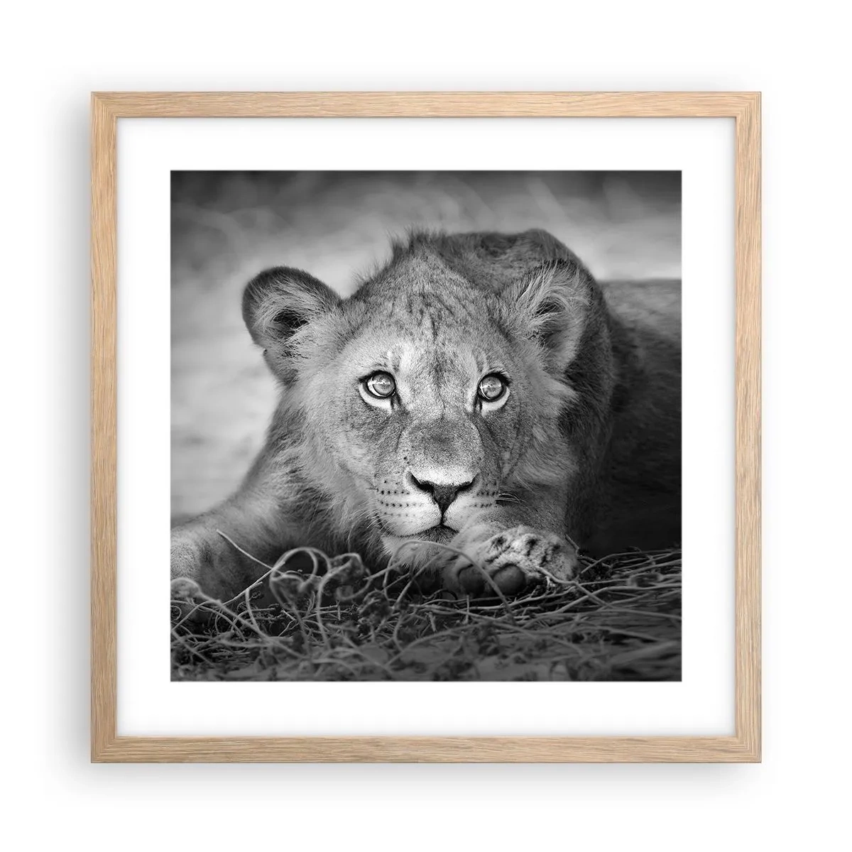 Pôster com moldura de carvalho claro - Cachorro real - 40x40 cm