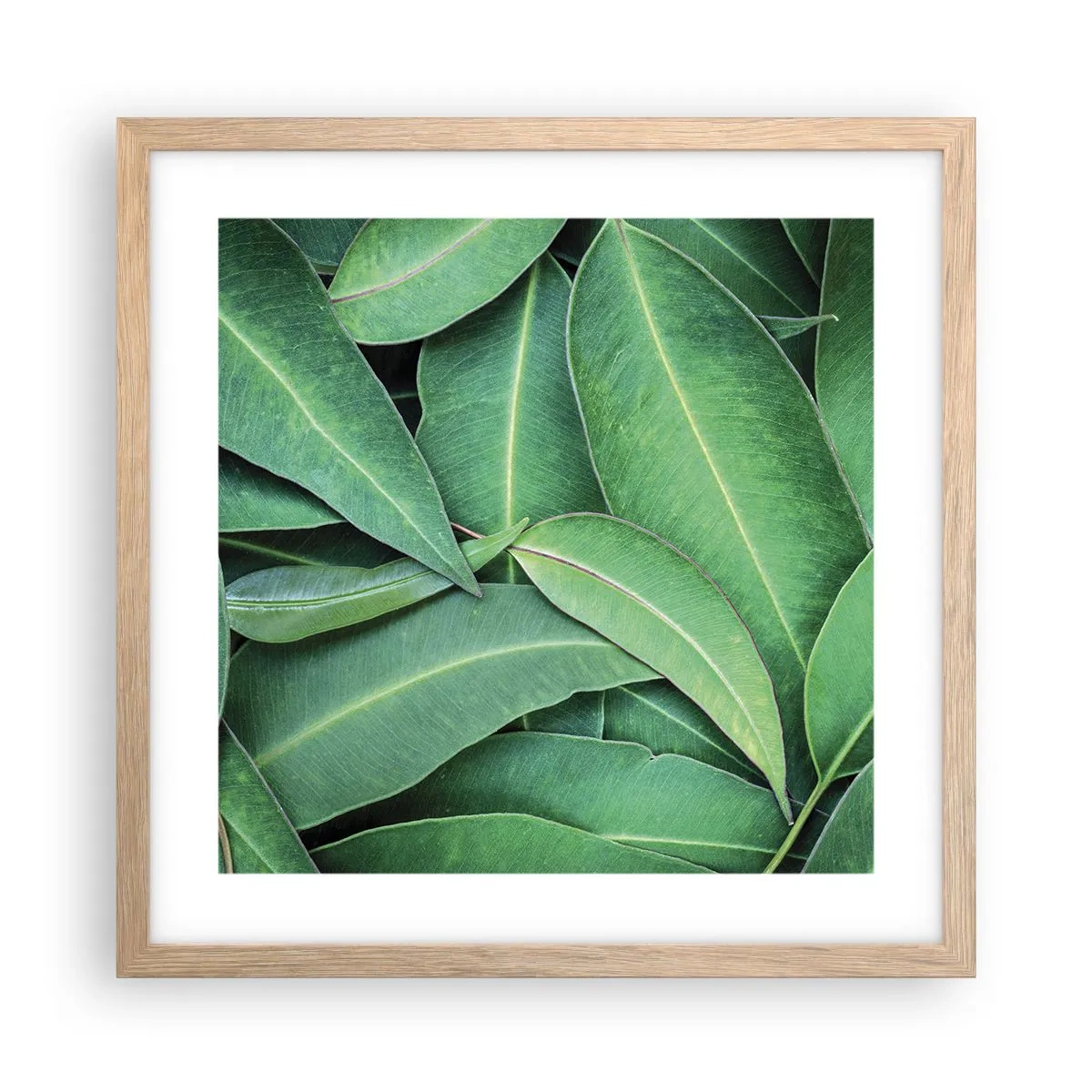 Pôster com moldura de carvalho claro - Suculentas e frescas - 40x40 cm