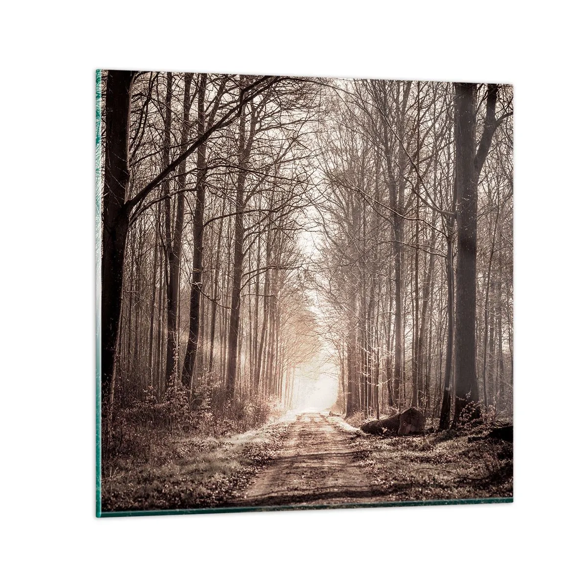 Quadro em vidro - Catedral na Floresta - 40x40 cm