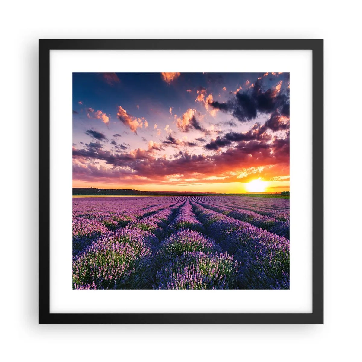 Pôster com moldura preta - O mundo da lavanda - 40x40 cm