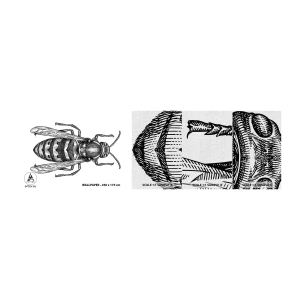 Amostra de papel de parede Premium Canvas - De um planeta de insetos - Vespa, Inseto, Minimalista - 100x30 cm