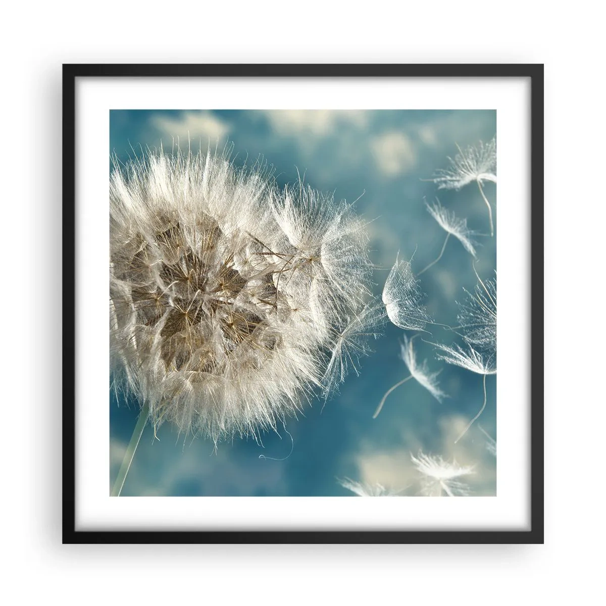 Pôster com moldura preta - Respiração de um anjo - 50x50 cm