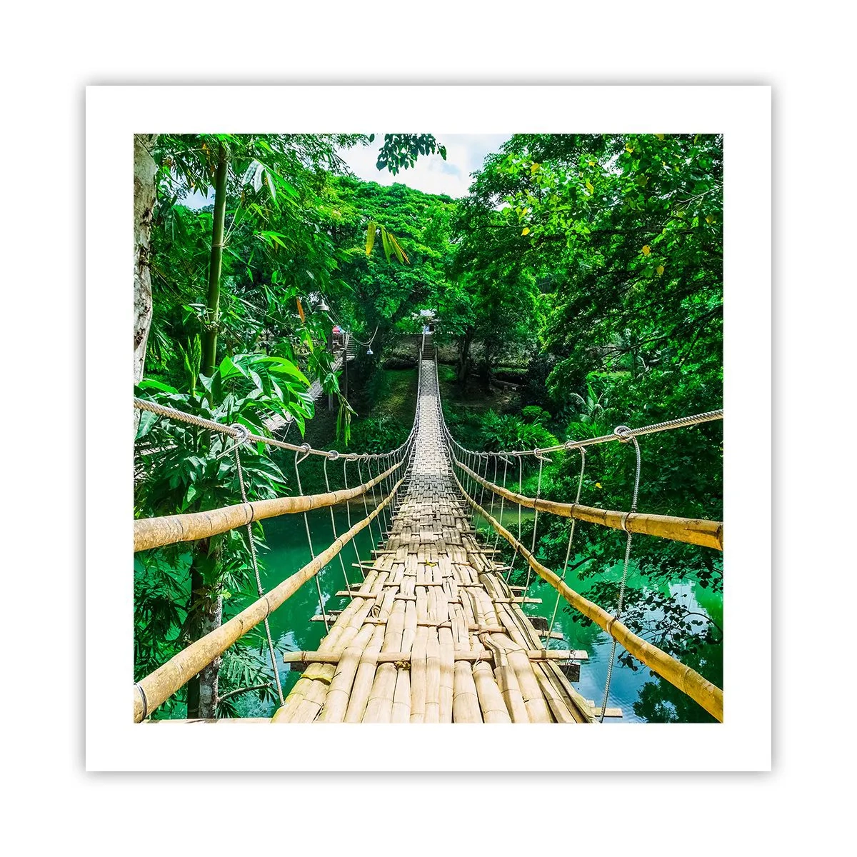 Pôster - Ponte de macacos sobre a vegetação - 50x50 cm