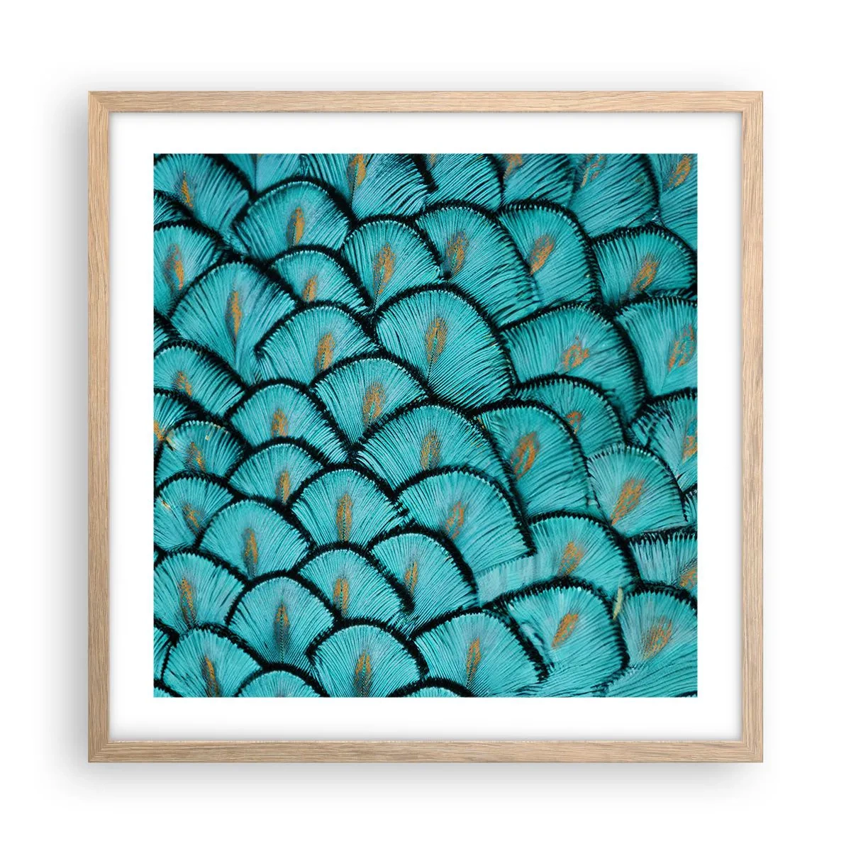 Pôster com moldura de carvalho claro - A grande gala de penas - 50x50 cm