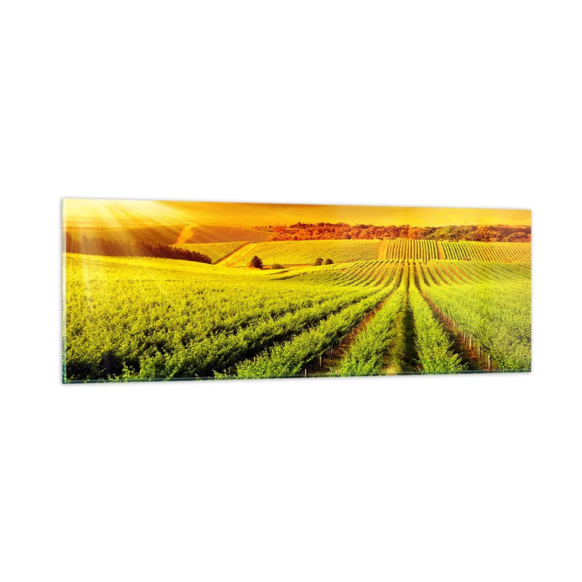 Quadro em vidro - Sob o sol australiano - 90x30 cm