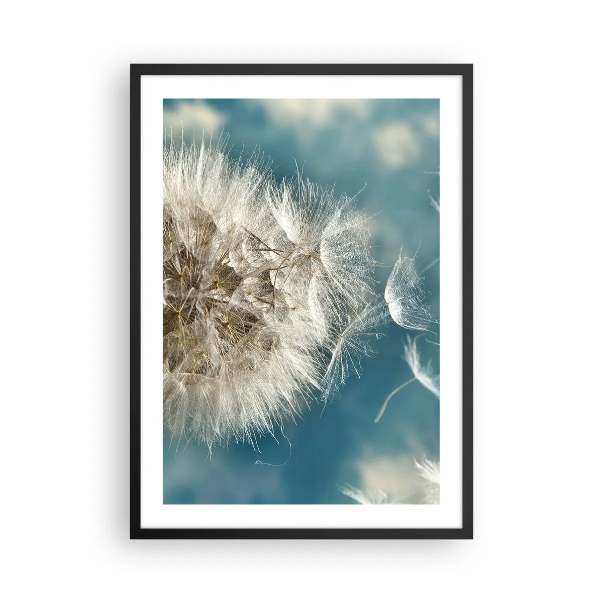 Pôster com moldura preta - Delicadas sementes de dente-de-leão em um fundo azul - 50x70cm - Respiração de um anjo - Decoração de parede moderna para a sala de estar e quarto ARTTOR
