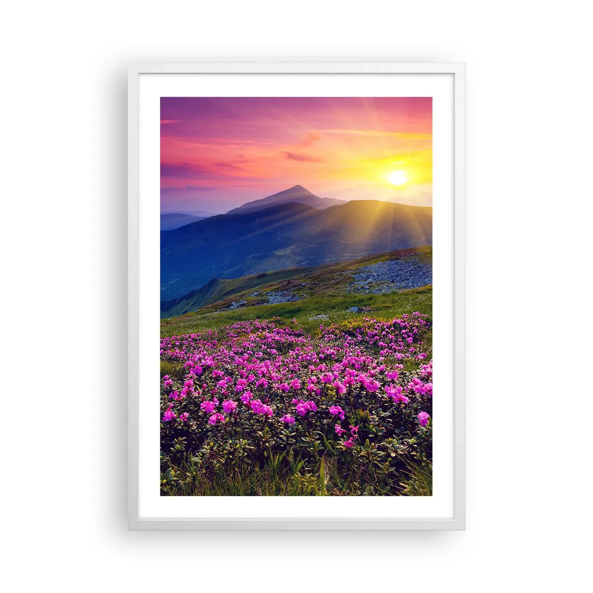 Pôster em moldura branca - …Cheiro de pinheiros e ervas da montanha - 50x70 cm