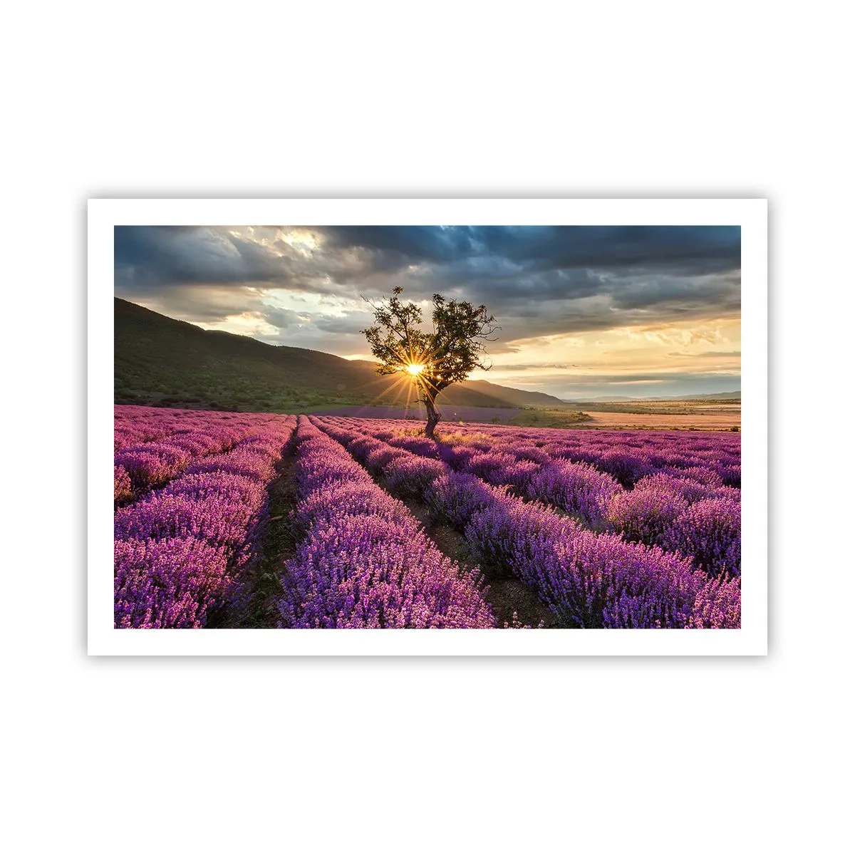 Pôster - Aroma lilás - 91x61 cm