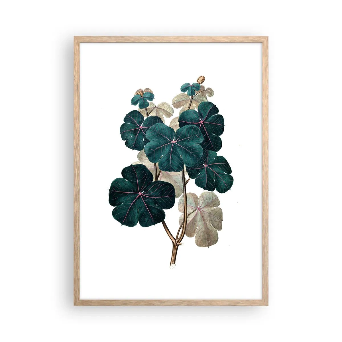 Pôster com moldura de carvalho claro - Do antigo herbário - 50x70 cm