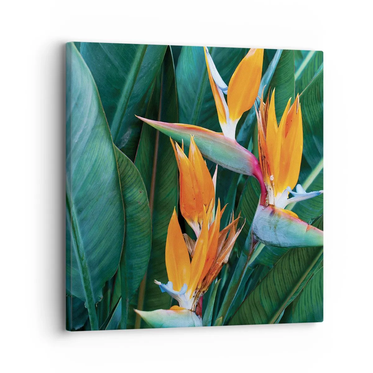 Quadro em tela - É uma flor ou é um pássaro? - 30x30 cm